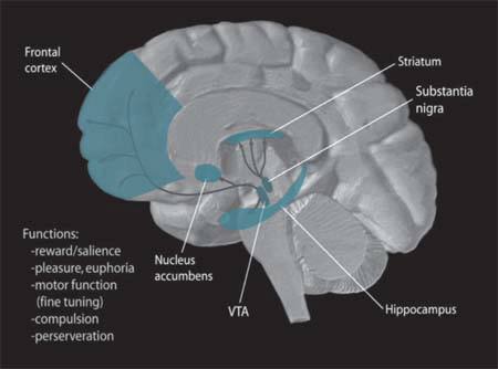 Dopamine Pathways. In the brain, dopamine plays an important role in the regulation of reward and movement. As part of the reward pathway, dopamine is manufactured in nerve cell bodies located within the ventral tegmental area (VTA) and is released in the nucleus accumbens and the prefrontal cortex. Its motor functions are linked to a separate pathway, with cell bodies in the substantia nigra that manufacture and release dopamine into the striatum (Image Source: WIkipedia)