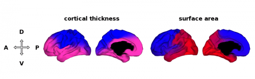 Maps of the brain based on genetic correlation clusters, when only two clusters are specified. This approach solution identified a dorsal-ventral (D-V, i.e., top to bottom) division as the most distinct partition in the genetic patterning of cortical thickness. By contrast, for surface area the two genetic clusters form an anterior-posterior (A-P, i.e., front to back) division. Abbreviations: D, dorsal; V, ventral; A, anterior; P, posterior. Credit: Chi-Hua Chen, Ph.D., UCSD