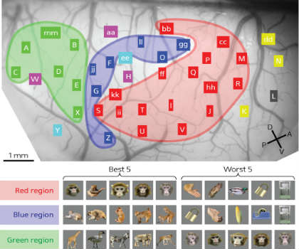 Neuronal activity during exposure to various images reveals distinct spatial groupings. The red region, for example, responds well to face stimuli. Credit by Takayuki Sato/RIKEN Brain Science Institute.