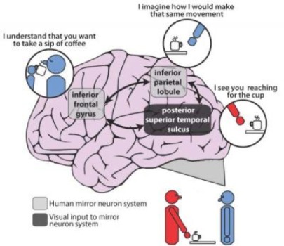This is an illustration of the mirror neuron system in the human brain which has been implicated in the impaired ability to imitate experienced by many patients with schizophrenia. Credit: Jan Brascamp
