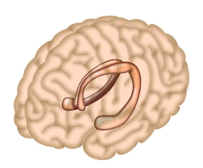 The hippocampus is a region of the brain largely responsible for memory formation. Credit Salk Institute.