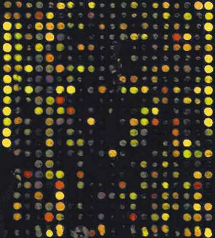 Scientists used gene chips to help discover new genes that may be involved with Parkinson’s disease. Credit National Human Genome Research Institute.