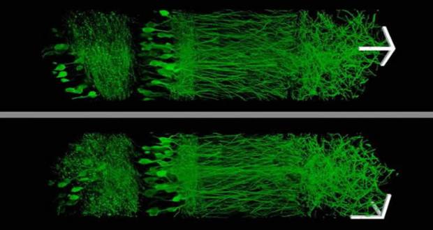 Using a new technique that allows them to enlarge brain tissue, MIT scientists created these images of neurons in the hippocampus. Image credit: Fei Chen and Paul Tillberg