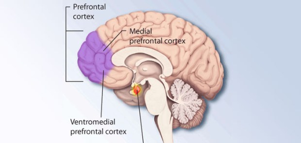 Prefrontal-cortex-by-NIMH