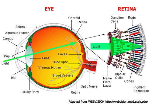 eye_anatomy