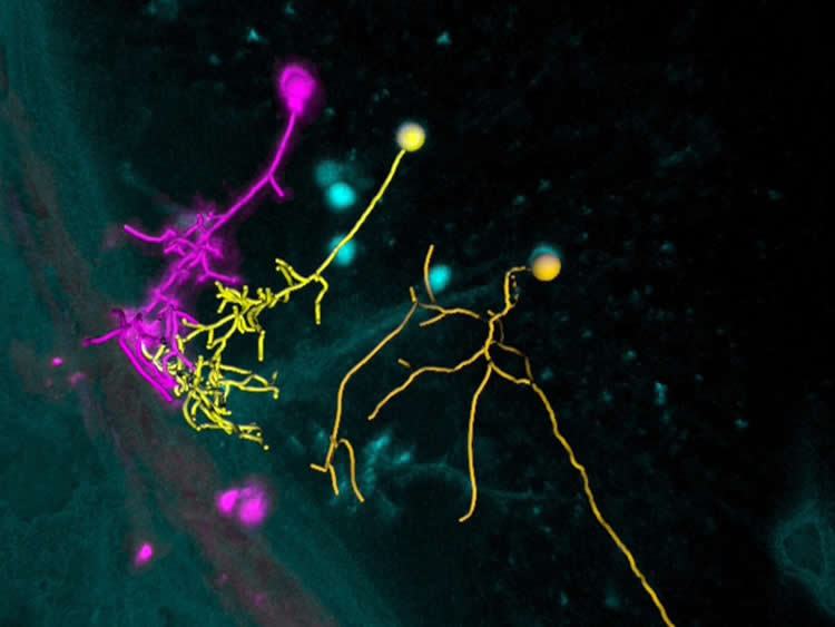 optogenetics-living-brain-neurosciencenews.jpg