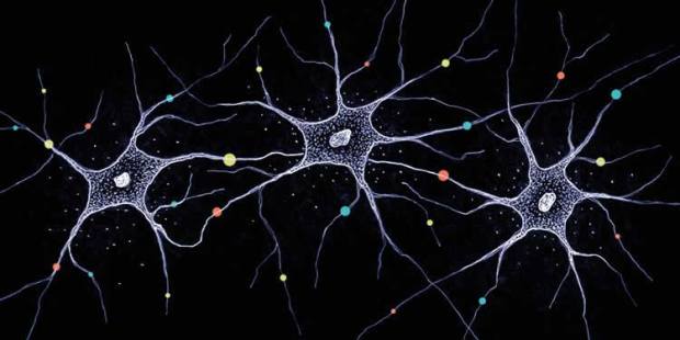 neuron-diversity-neurosciencenw.jpg