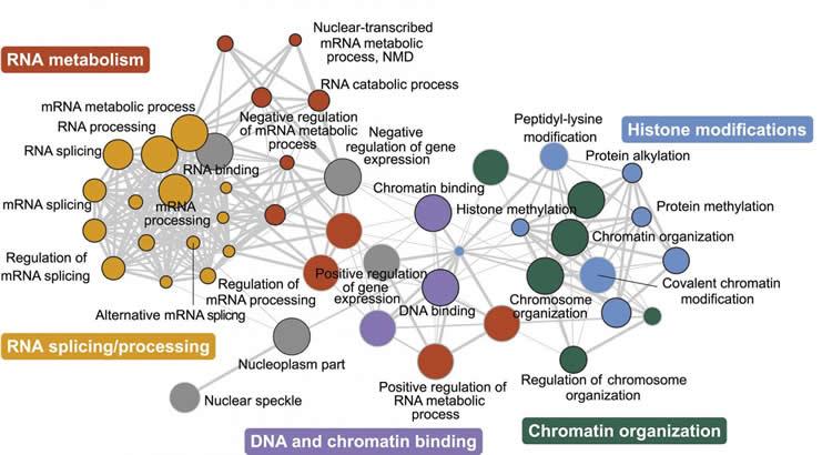 genetics-autism-neurosciencenews.jpg