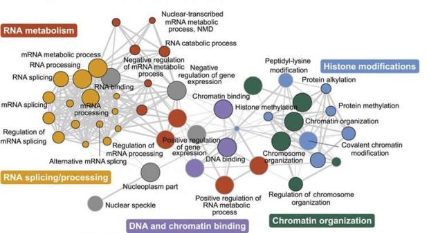 genetics-autism-neurosciencenews.jpg