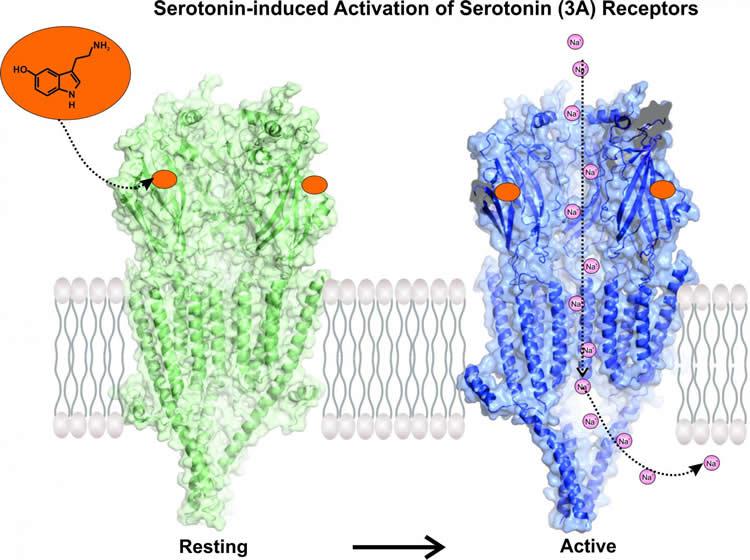 serotonin-receptor-activation-neuroscieneews.jpg
