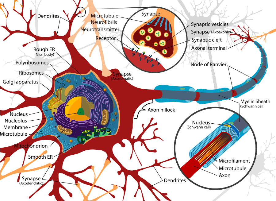 brain anatomy