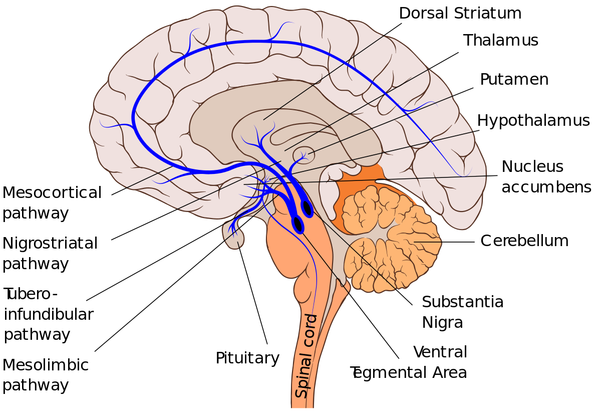Dopaminergic_pathways.svg
