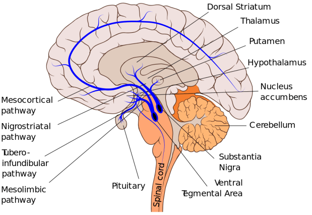 Dopaminergic_pathways.svg