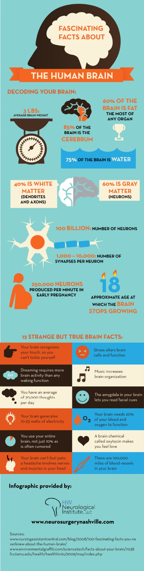 fascinating-facts-about-the-brain.jpg